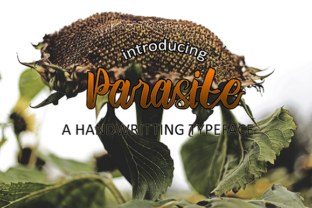 Parasite Font Review: Bold Script Handwritten Design